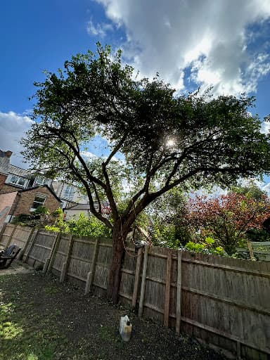 Ox Tree Surgeons — Customer photo