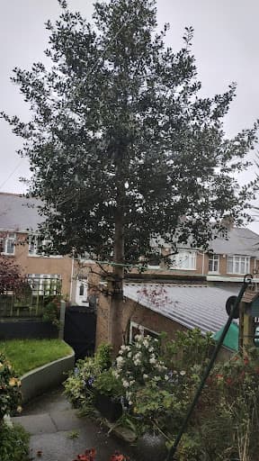 C & H Tree Surgery — Customer photo