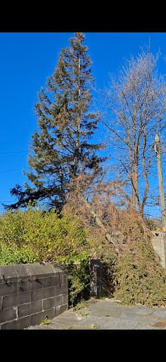 Southside Tree Surgeons — Customer photo