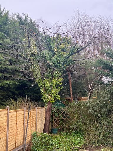 Holmes Tree Services — Customer photo