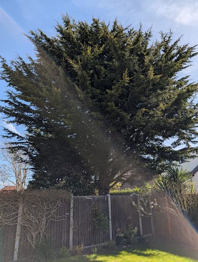 Clearcut Tree Surgery — Customer photo