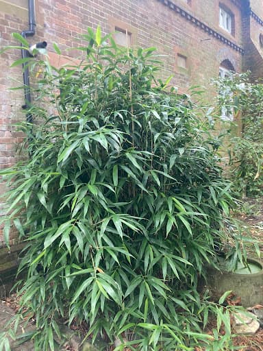 AH Gardening Services — Customer photo
