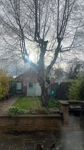 A Cut Above Tree Care — Customer photo