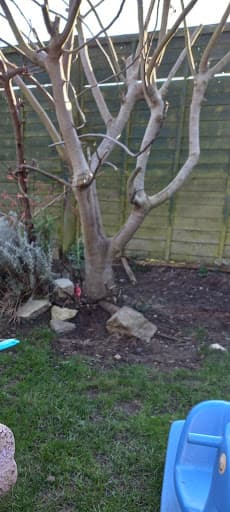 Countryside Trees — Customer photo