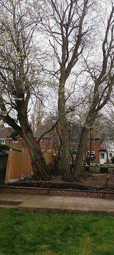 JK Arboriculture — Customer photo