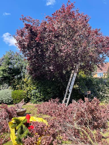 Poppies Trees and Hedges — Customer photo