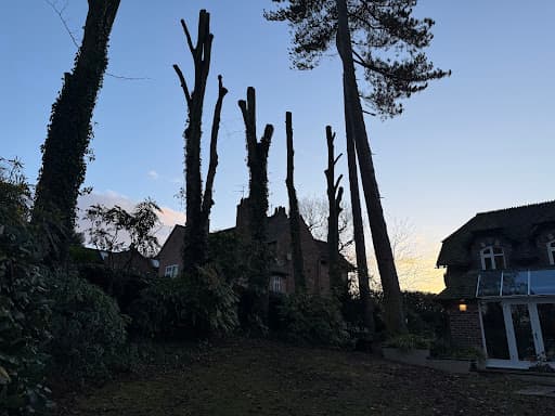 Barbizon Trees — Customer photo