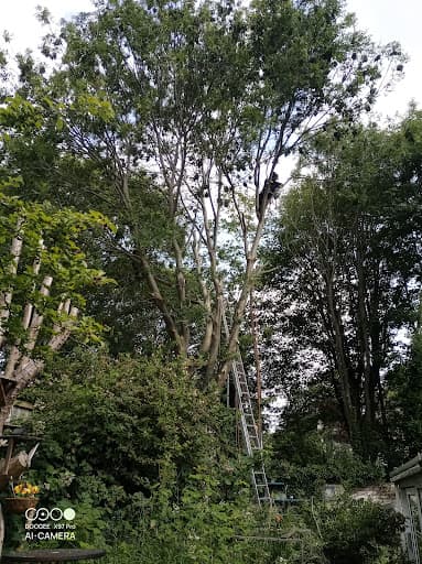 STOKE TREE SURGEON — Customer photo
