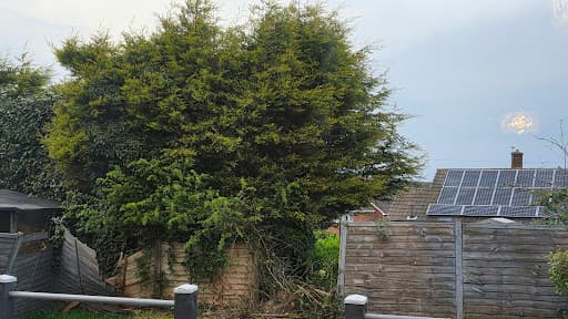 Tree Hugger & Son Tree Services Limited — Customer photo