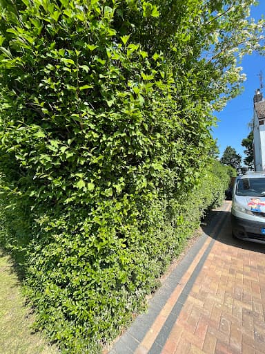 Precision Arborist Tree surgeon — Customer photo