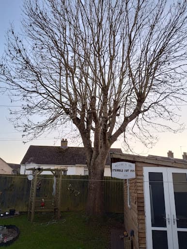 The Tree Surgery Company Ltd — Customer photo