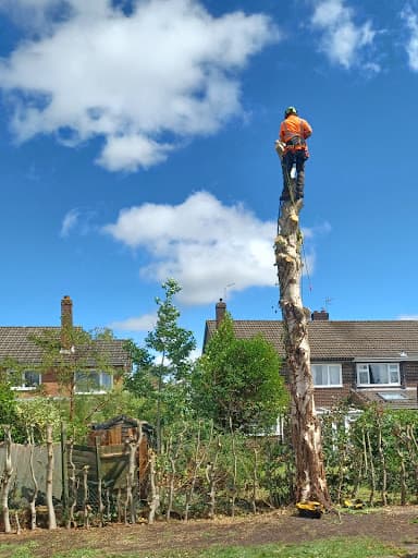 Trident Tree Works - York Tree Surgeons — Customer photo