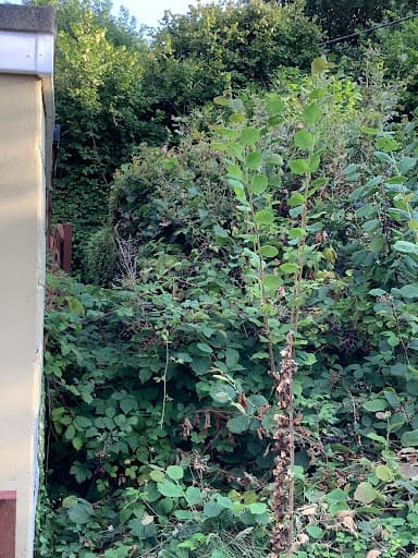 C & H Tree Surgery — Customer photo