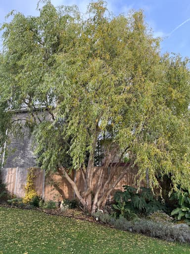 Nicholls Tree Services — Customer photo