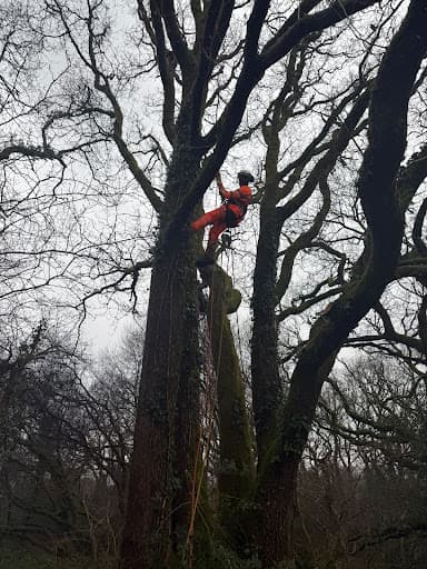 The Arb Team (Arborists and Consultants) — Customer photo