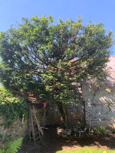Wildwood Treecare — Customer photo