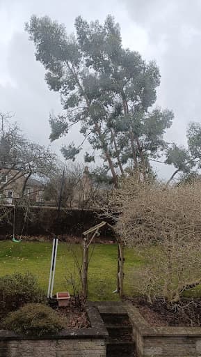 Stevenson Tree Care — Customer photo