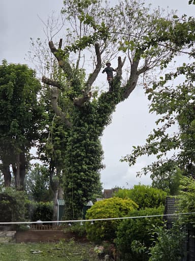 Freemans Tree Care Specialist — Customer photo