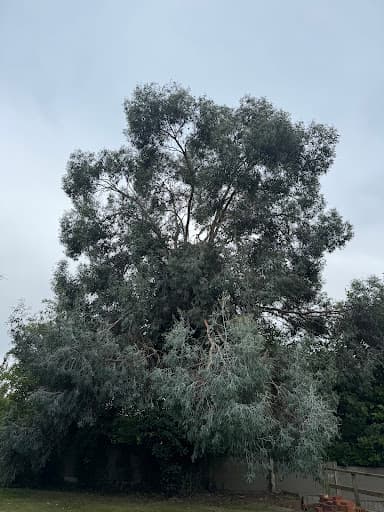 Small’s Tree Surgery Ltd — Customer photo