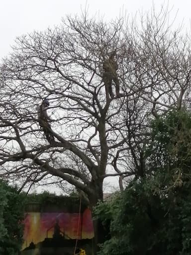 Cantellow Tree Surgery — Customer photo