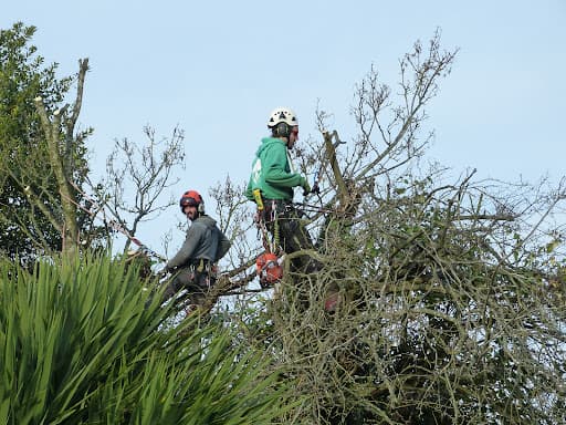 Wildwood Treecare — Customer photo