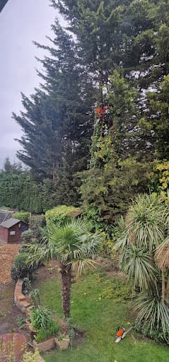 Barbizon Trees — Customer photo