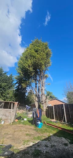 Titan Tree Services Ltd — Customer photo