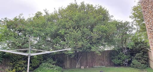 MJ Findlay Tree Surgery — Customer photo