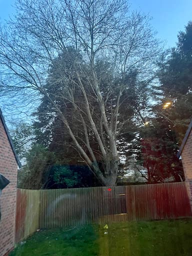 nttrees — Customer photo