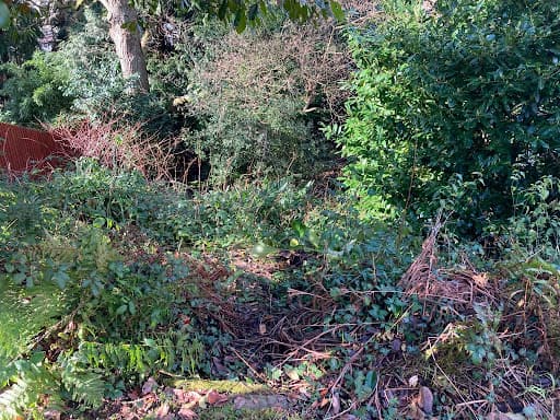 Tree Squadron - Cardiff Tree Surgeon — Customer photo