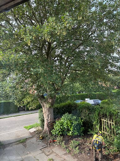Trident Tree Works - York Tree Surgeons — Customer photo