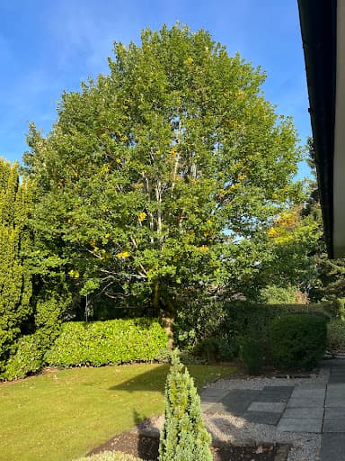 Southside Tree Surgeons — Customer photo