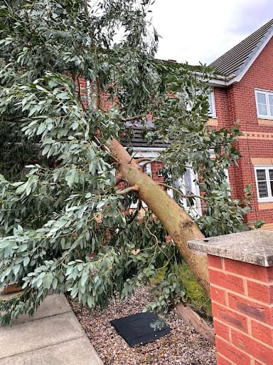 Manchester trees and landscapes ltd — Customer photo
