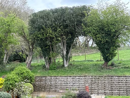 Rogers & Co Tree Services Ltd — Customer photo