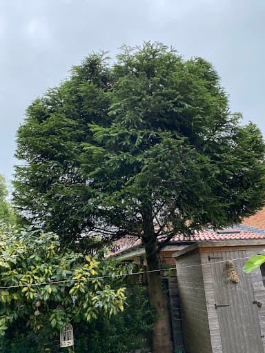 Small’s Tree Surgery Ltd — Customer photo