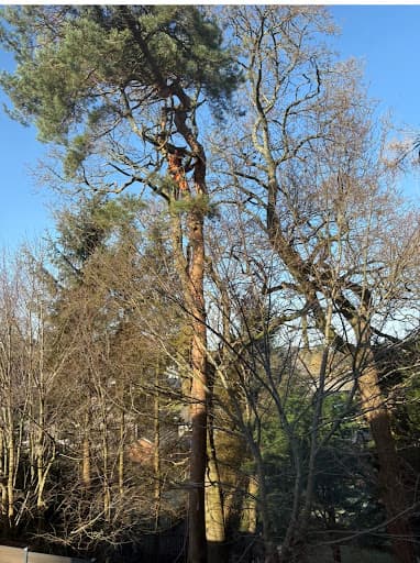 Clyde Tree Surgeons Glasgow — Customer photo