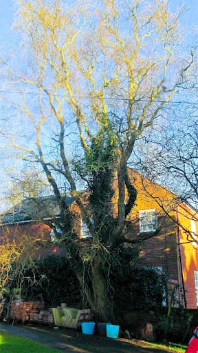 Samuel George Tree Services — Customer photo
