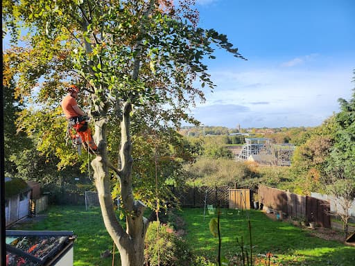 Tree Squadron - Cardiff Tree Surgeon — Customer photo
