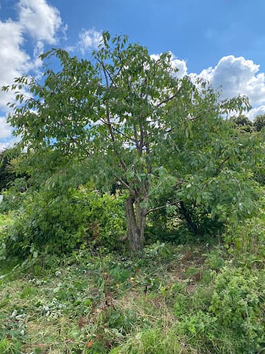 Mainline Tree Services — Customer photo