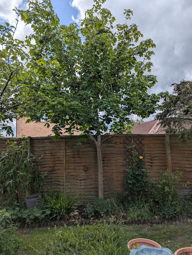 Monet Tree Care Ltd — Customer photo