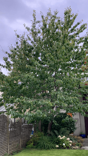Clyde Tree Surgeons Glasgow — Customer photo