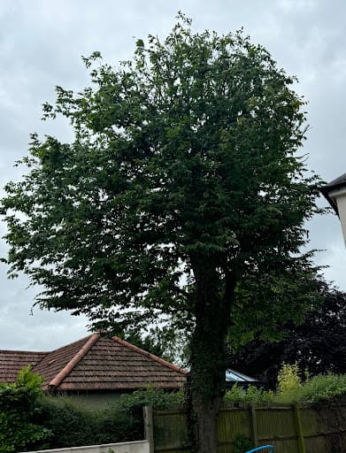 New Leaf Tree Surgery — Customer photo