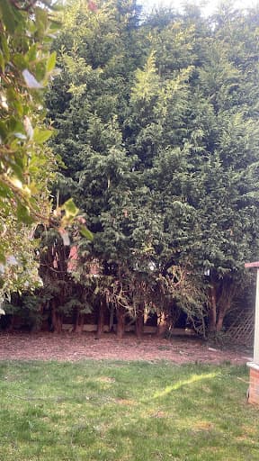JK Arboriculture — Customer photo