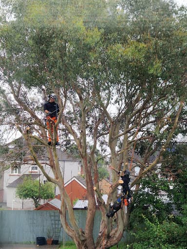 Tree Squadron - Cardiff Tree Surgeon — Customer photo