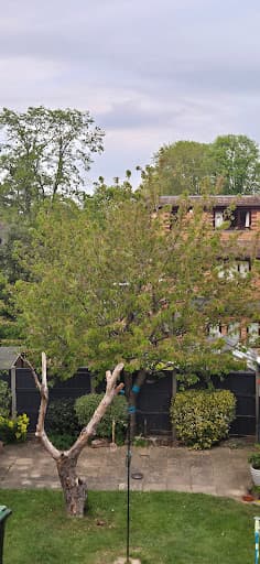 Samuel George Tree Services — Customer photo