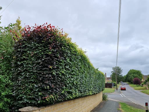 Nene Valley Tree Services — Customer photo