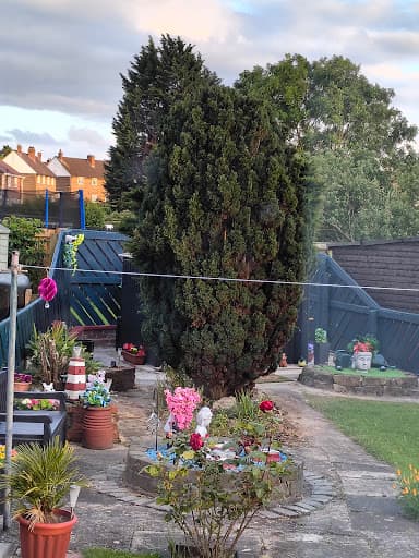 Deluxe Tree Surgeons Ltd — Customer photo