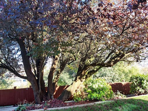 Tree Squadron - Cardiff Tree Surgeon — Customer photo