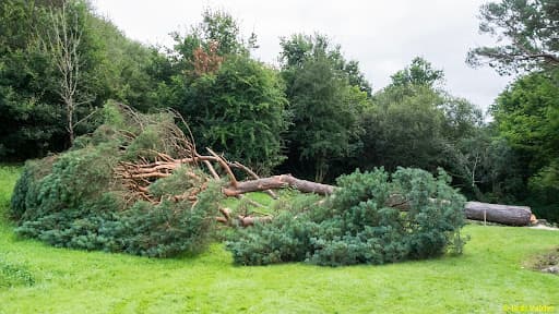 The Arb Team (Arborists and Consultants) — Customer photo