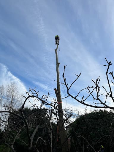 Trident Tree Works - York Tree Surgeons — Customer photo